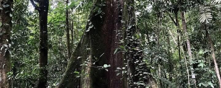 Yacumama Eco-dorp