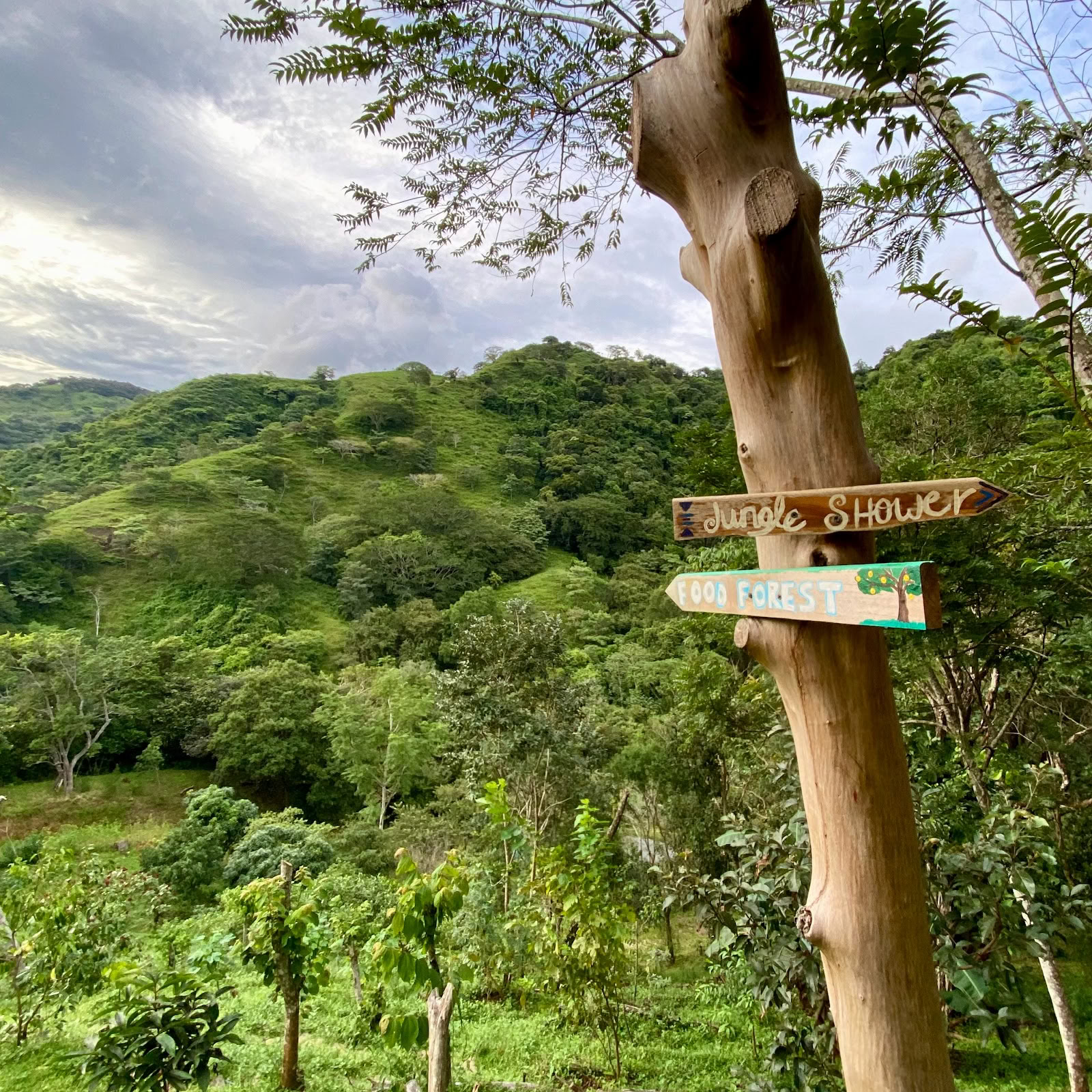De Jungle Hub