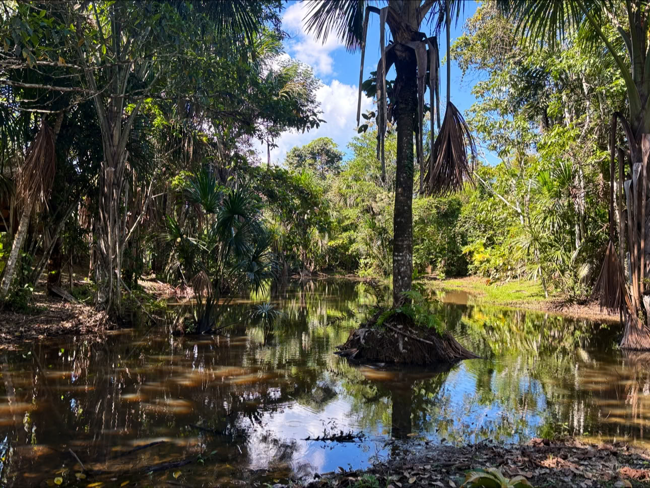 Planta Maestra Ayahuasca Genezingscentrum, Iquitos, Peru