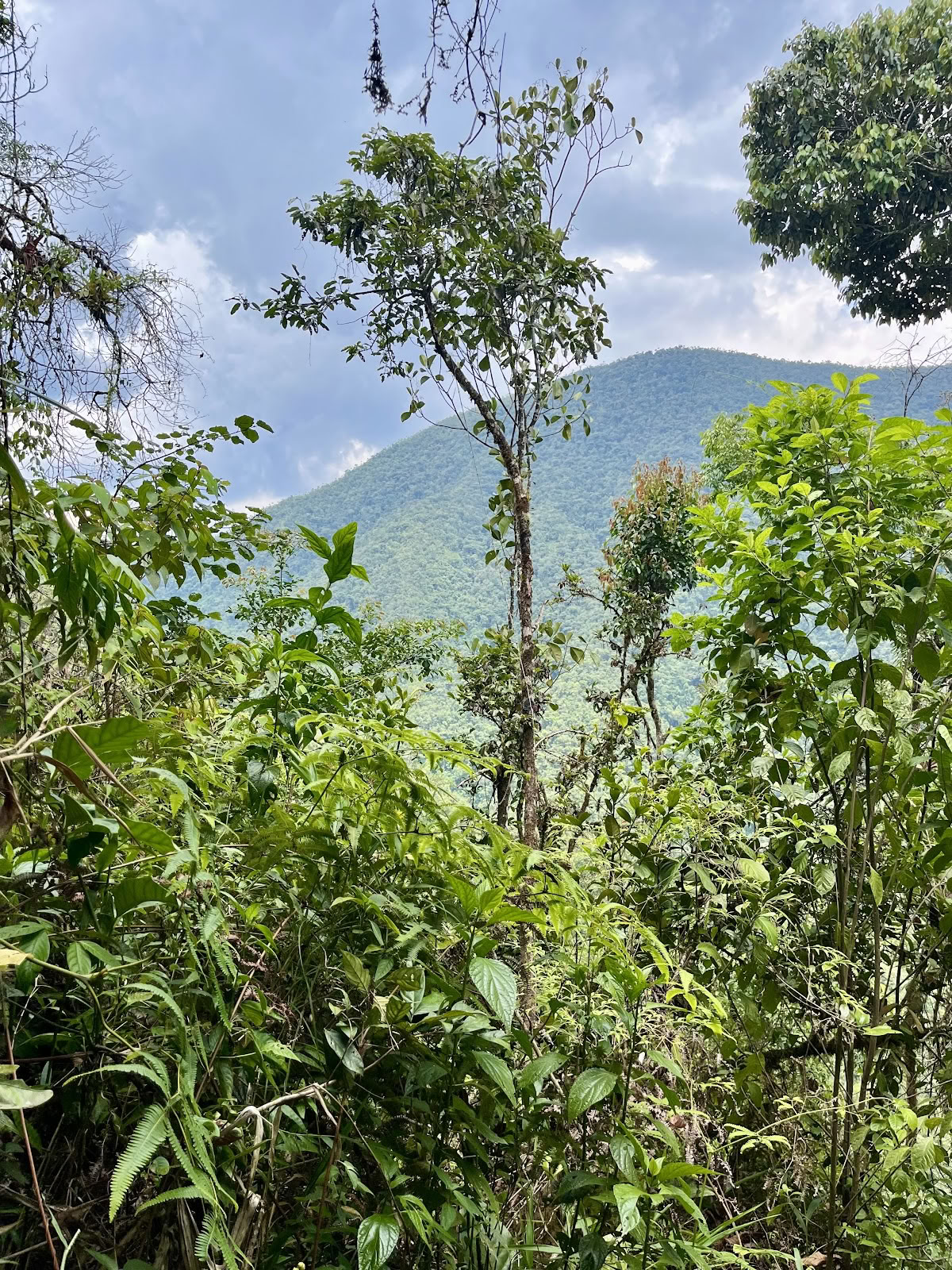 Hart van Pachamama