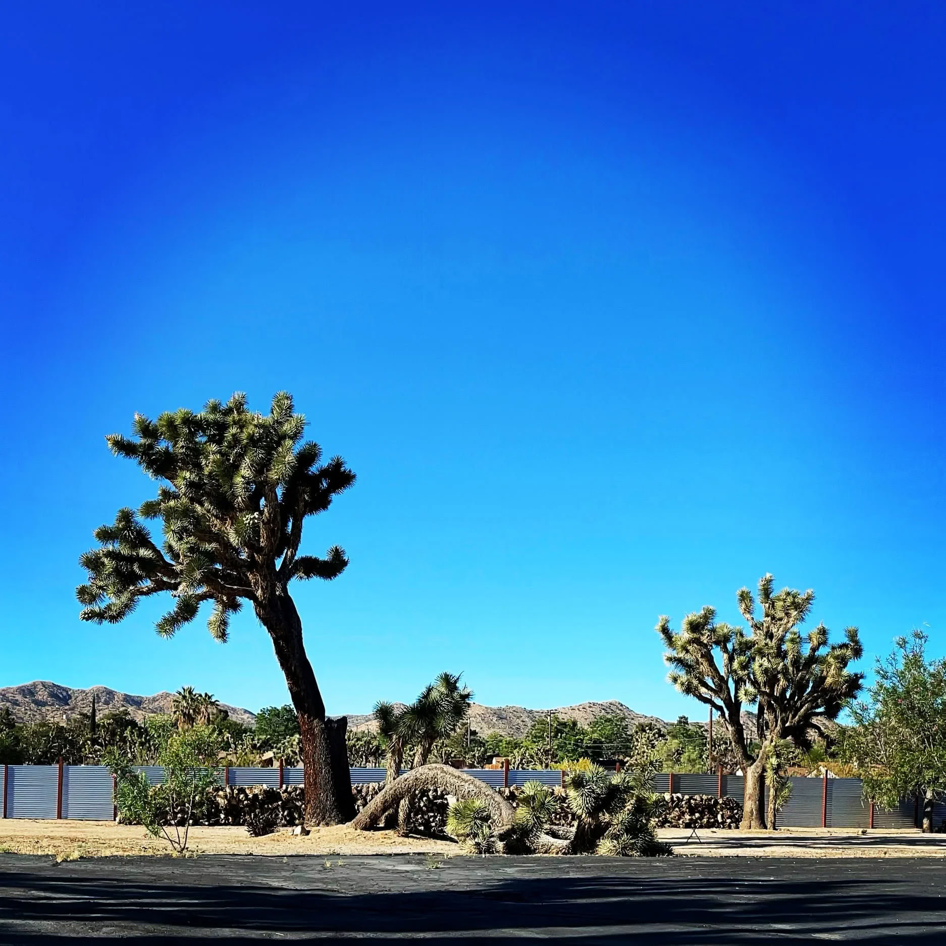 Yucca Shala