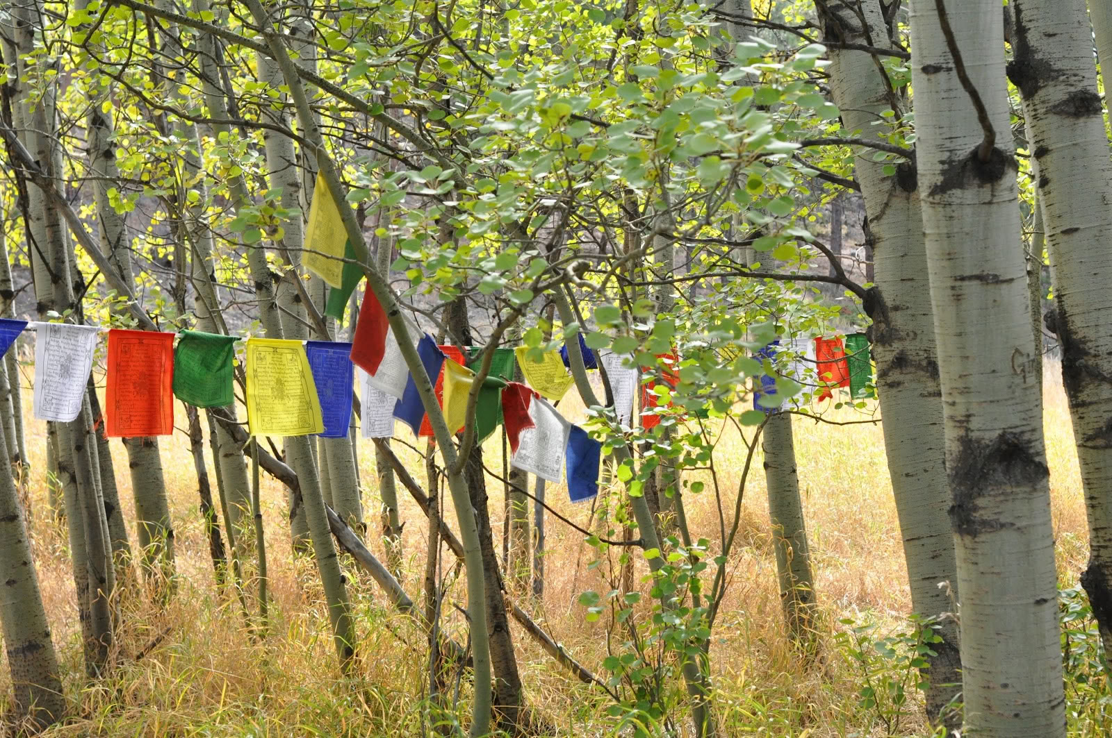 Drala Mountain Center
