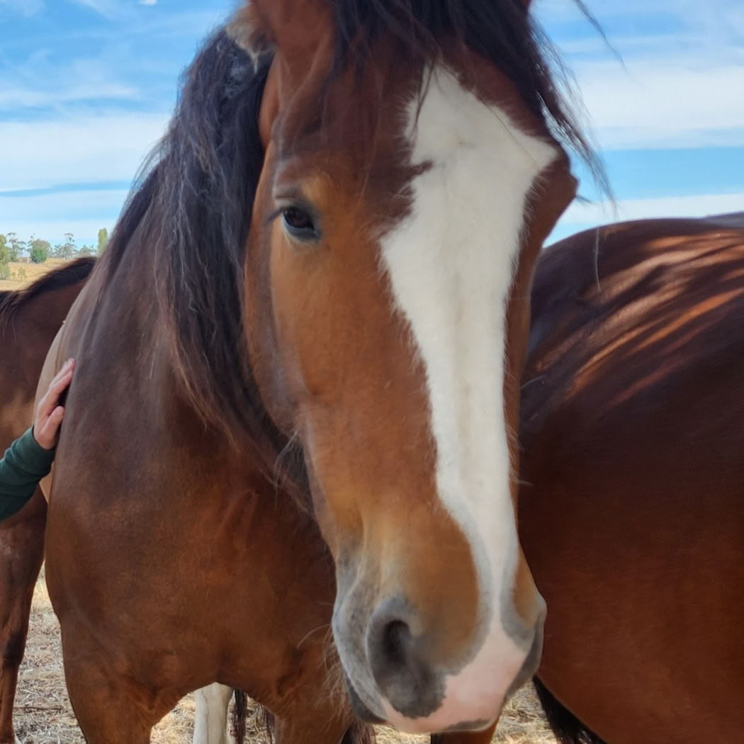 Hart van het Paard - Werken met paarden die mensen helpen genezen