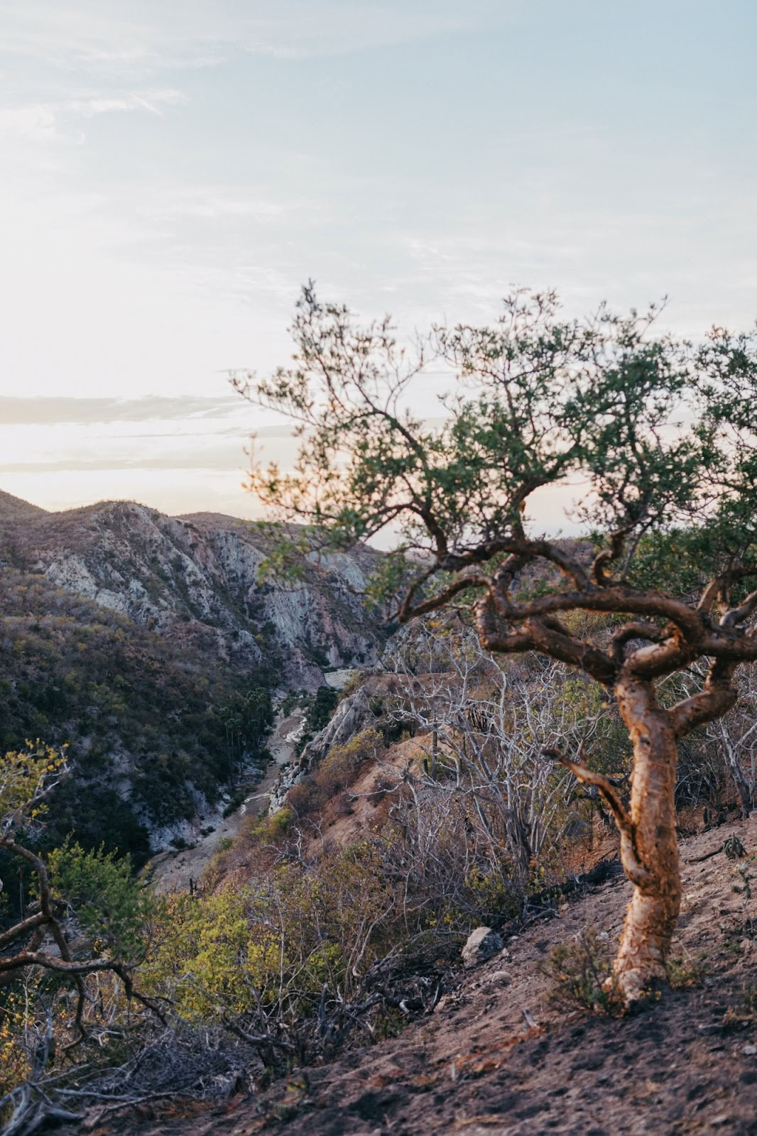Etherisch | Baja California Sur