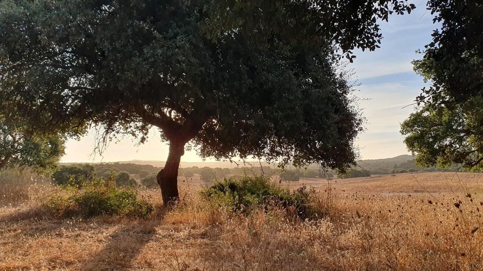 Yoga met María | Sotogrande