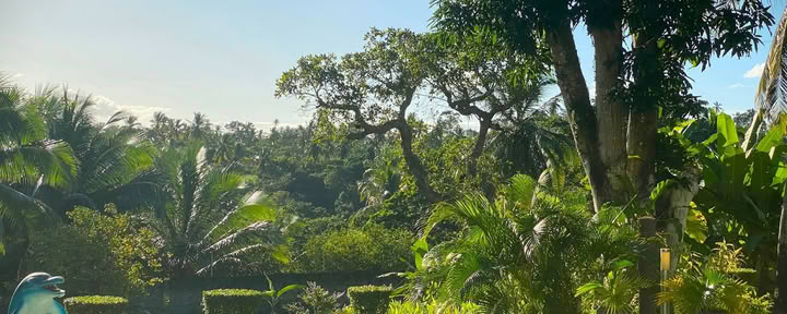 Ayahuasca-retraite in Brazilië