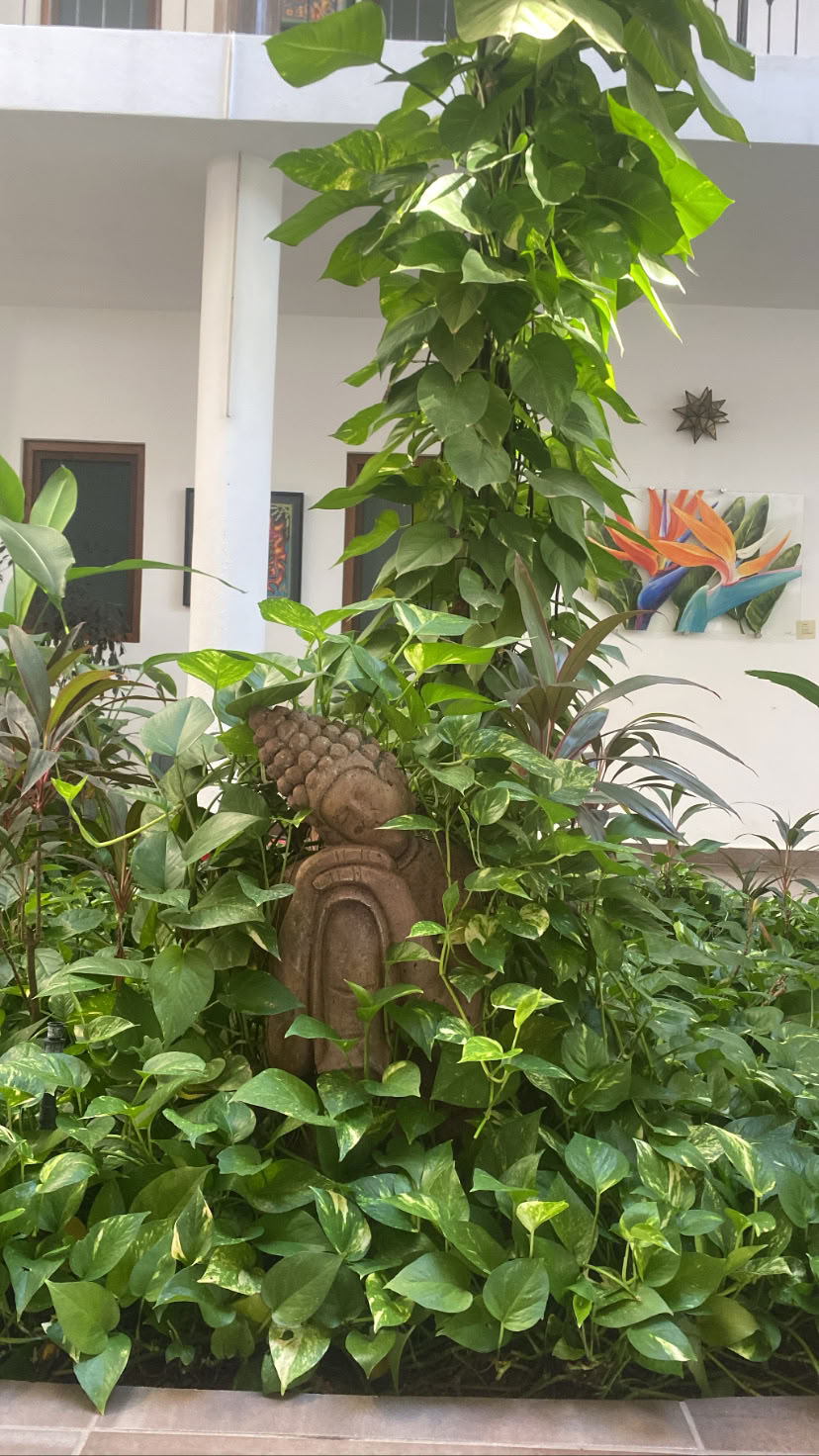 Yoga Los Sueños | Sayulita