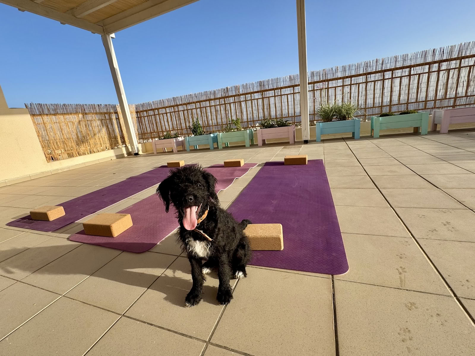 Puppy Yoga-retraite