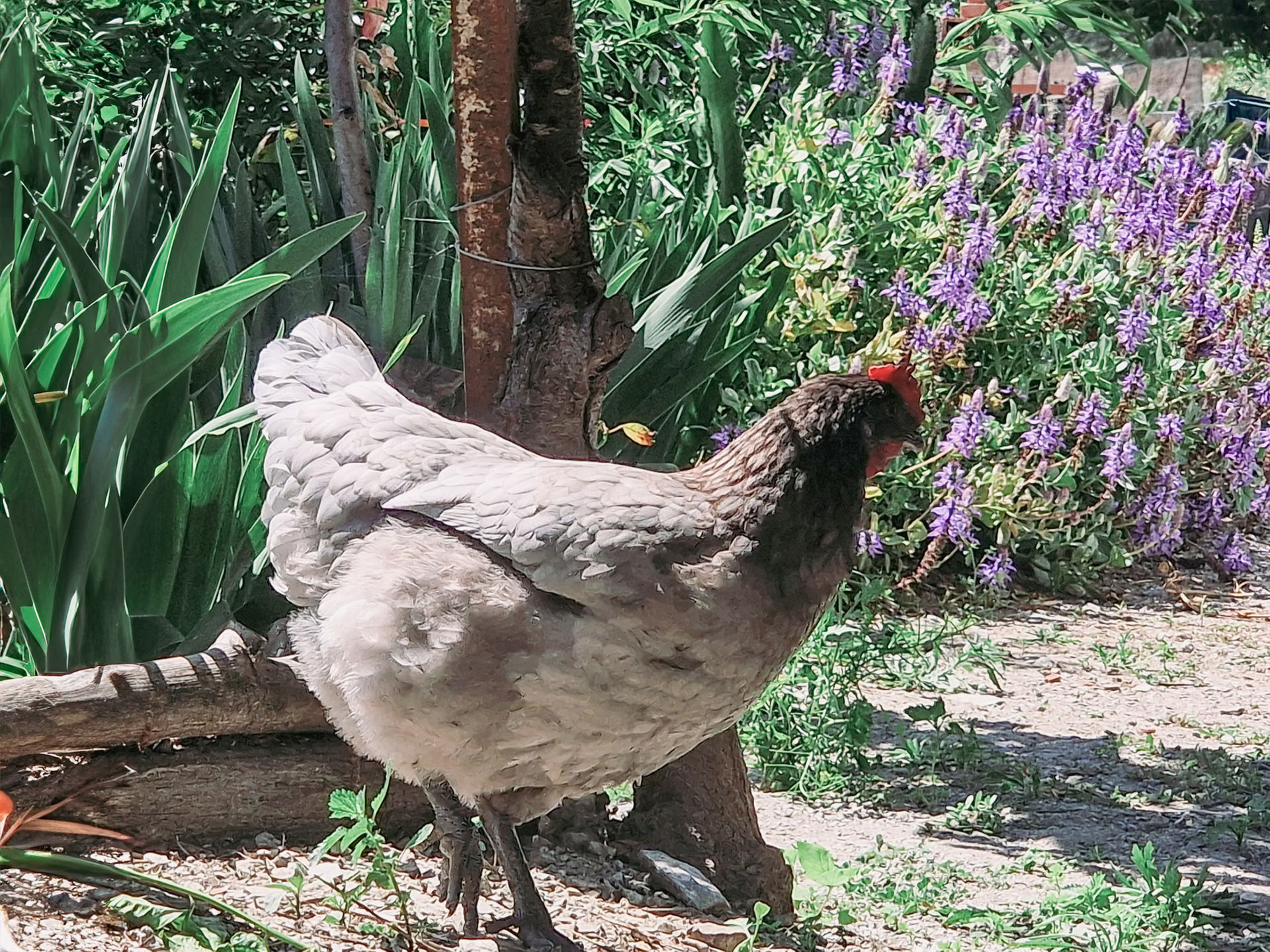 Finca Putumayo