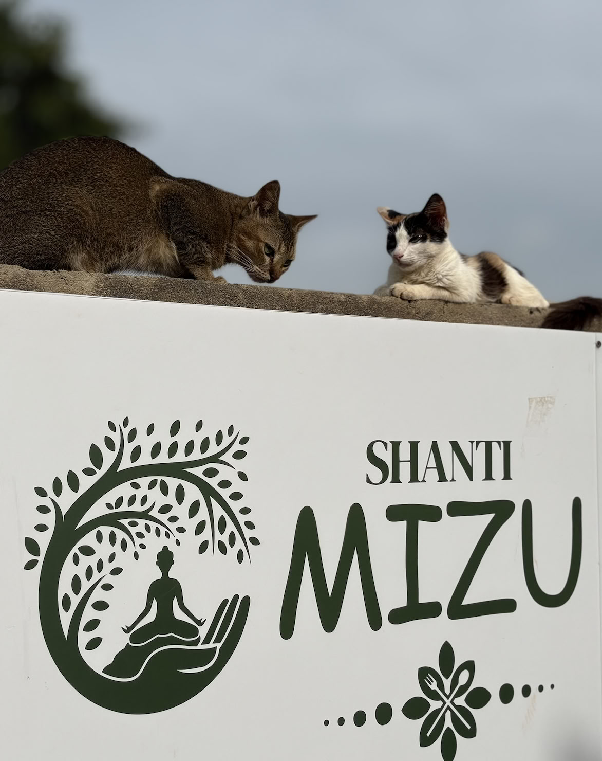 Shanti MIZU | Beste yogaretreat in Arambol, Goa
