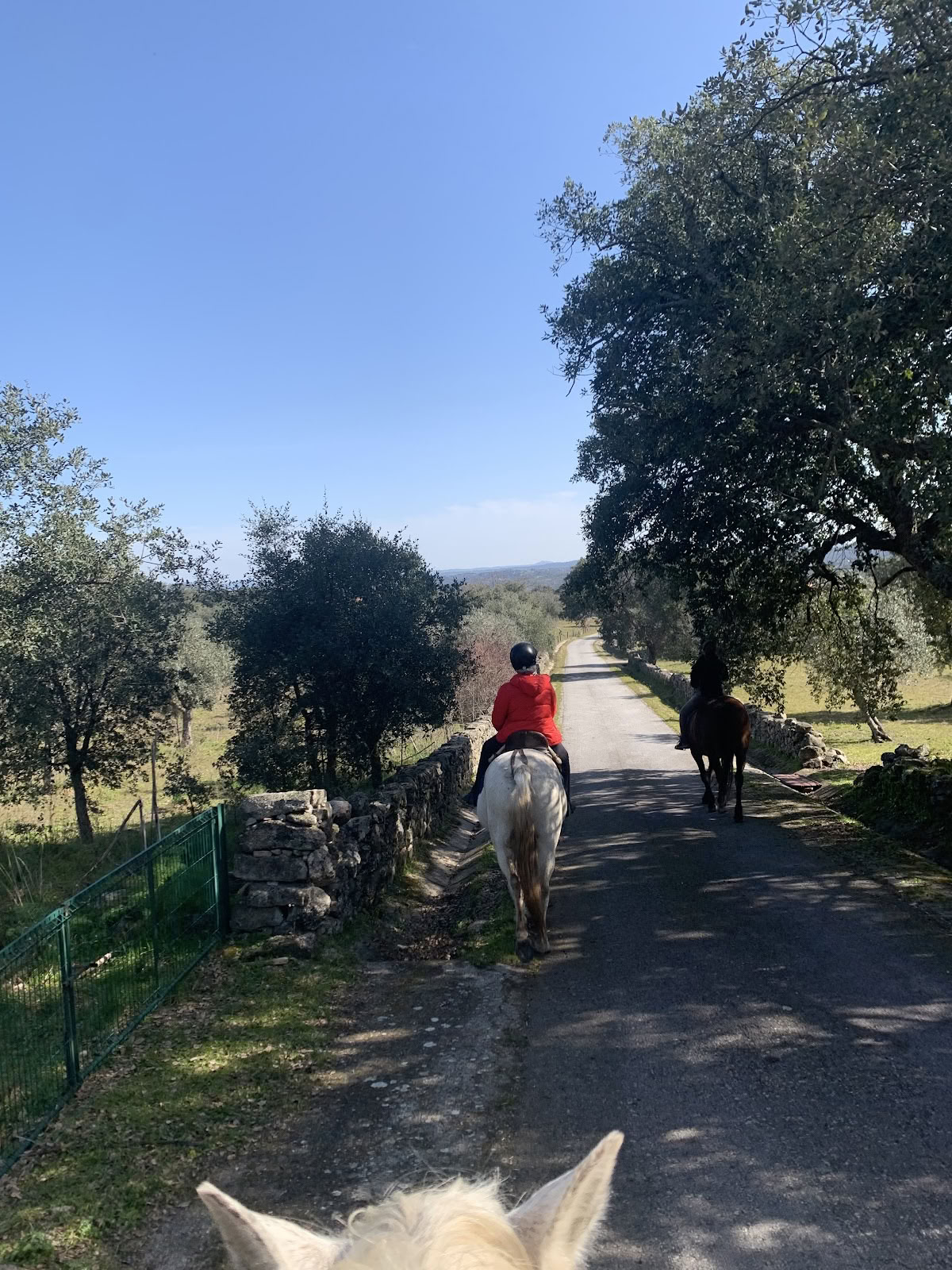 Marvão-paarden