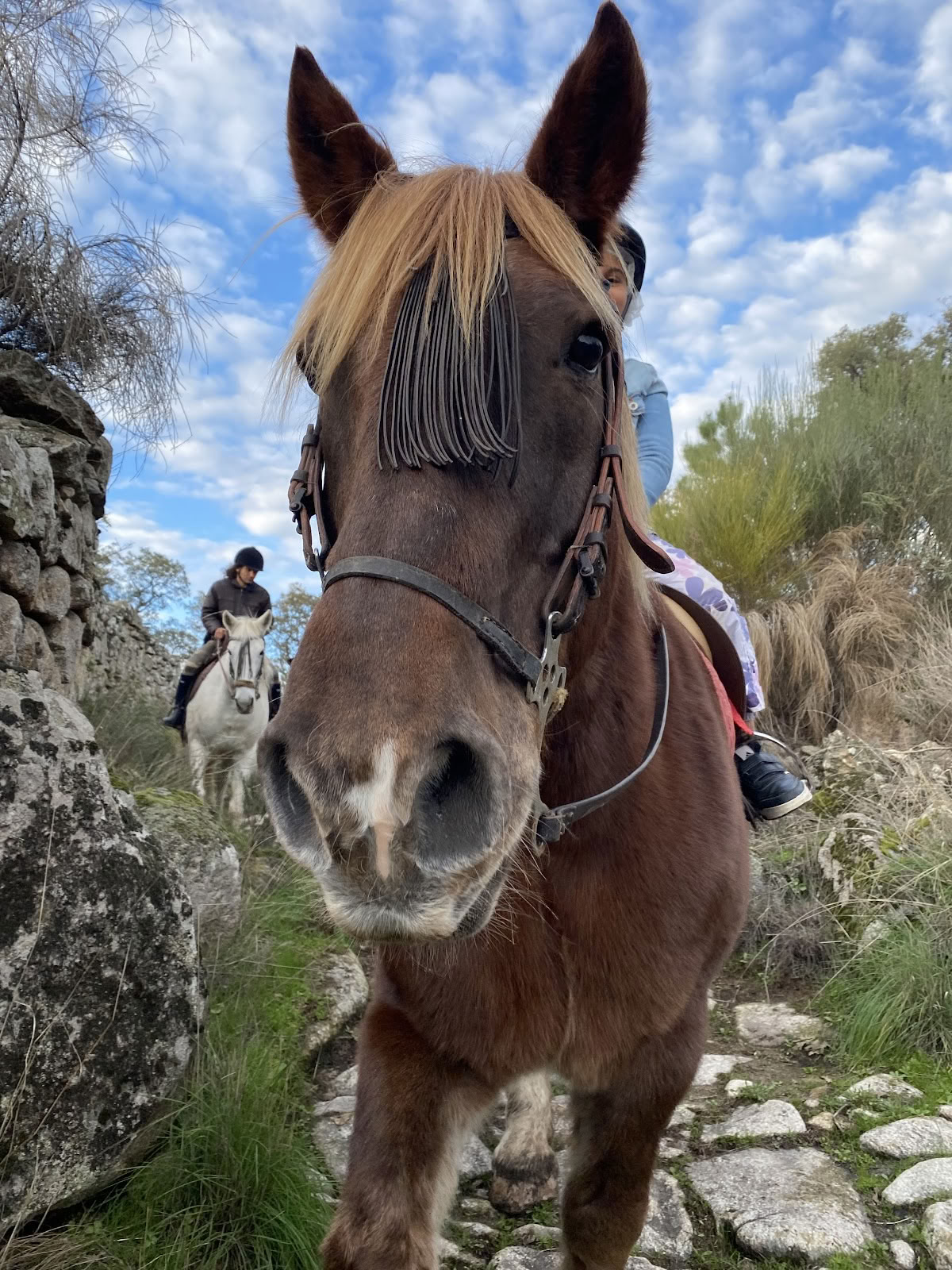 Marvão-paarden