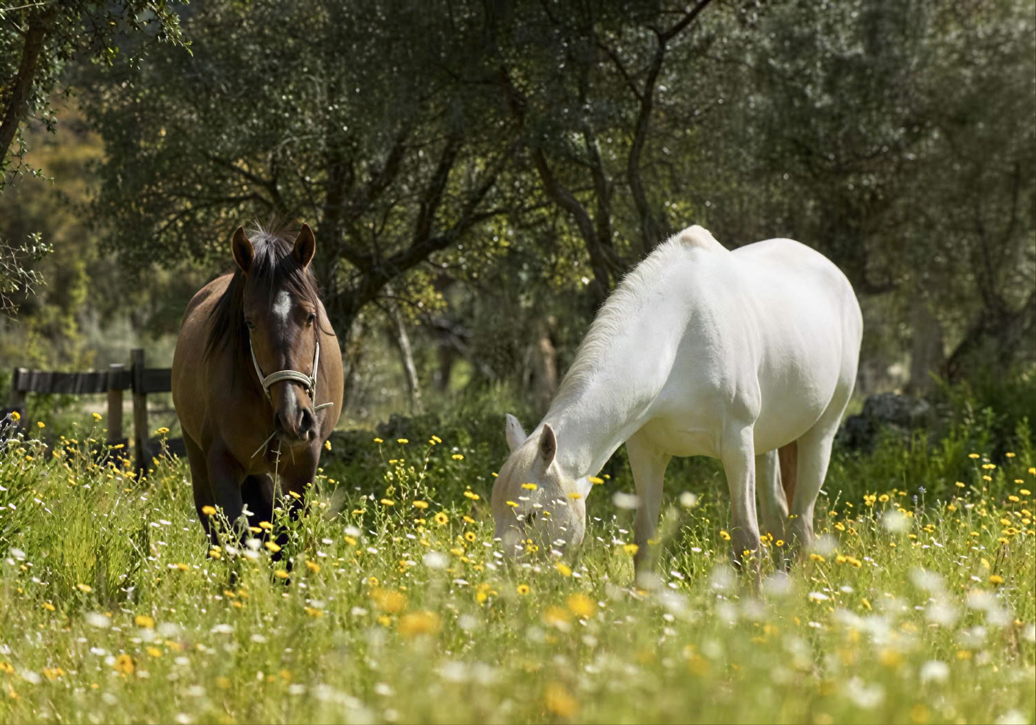 Marvão-paarden