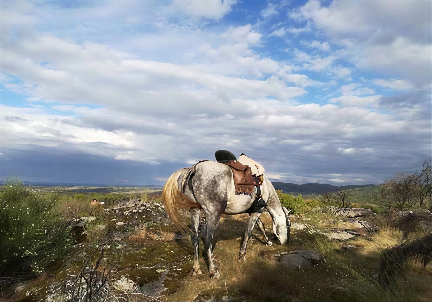 Marvão-paarden