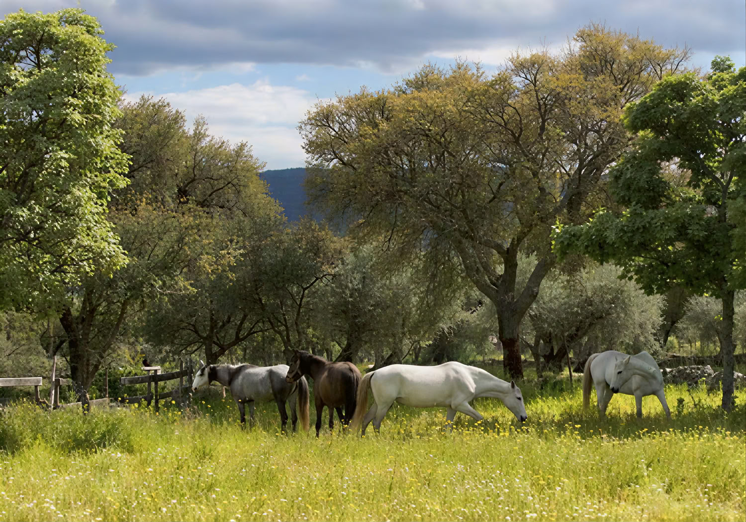 Marvão-paarden