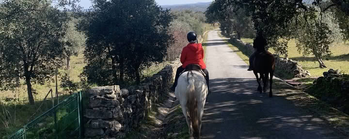 Marvão-paarden