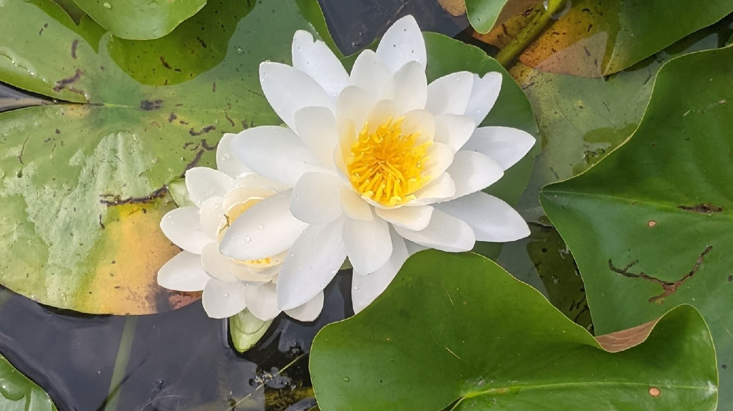 Bewustzijnsenergie Tantrisch
