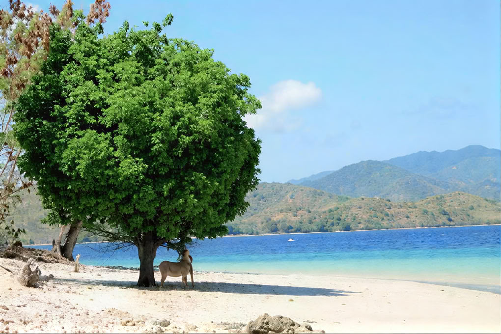 Gili Asahan Eco Lodge & Restaurant