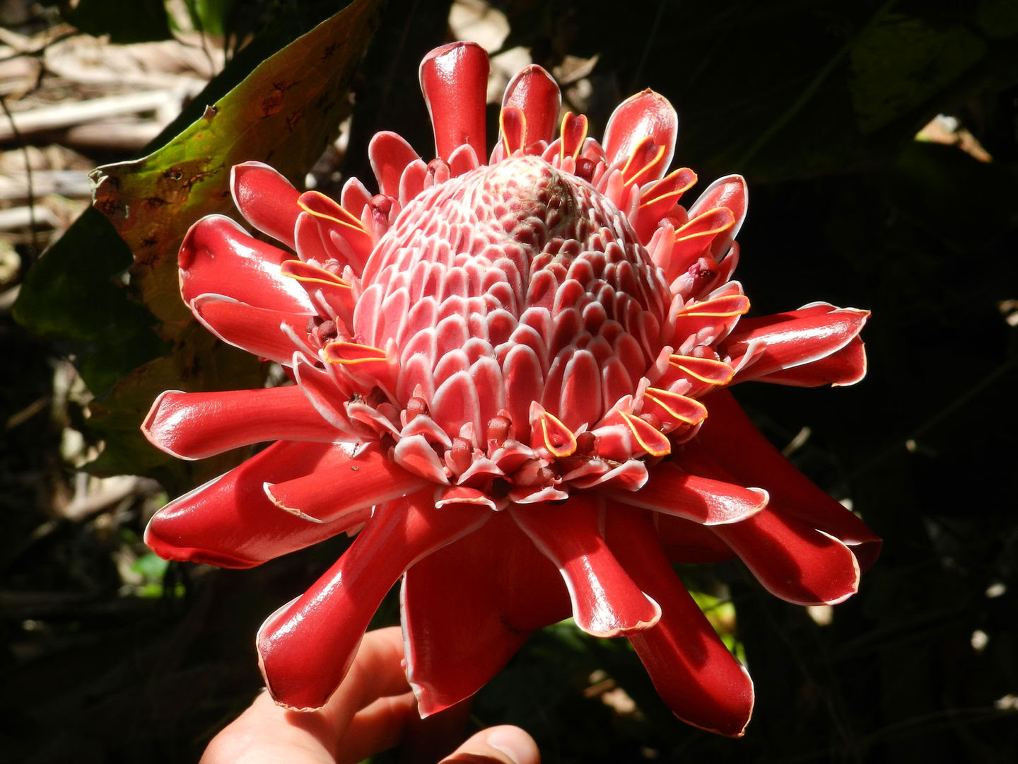Finca Zon en Vallei