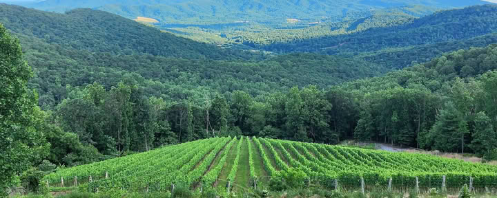 Ankida Ridge Vineyards