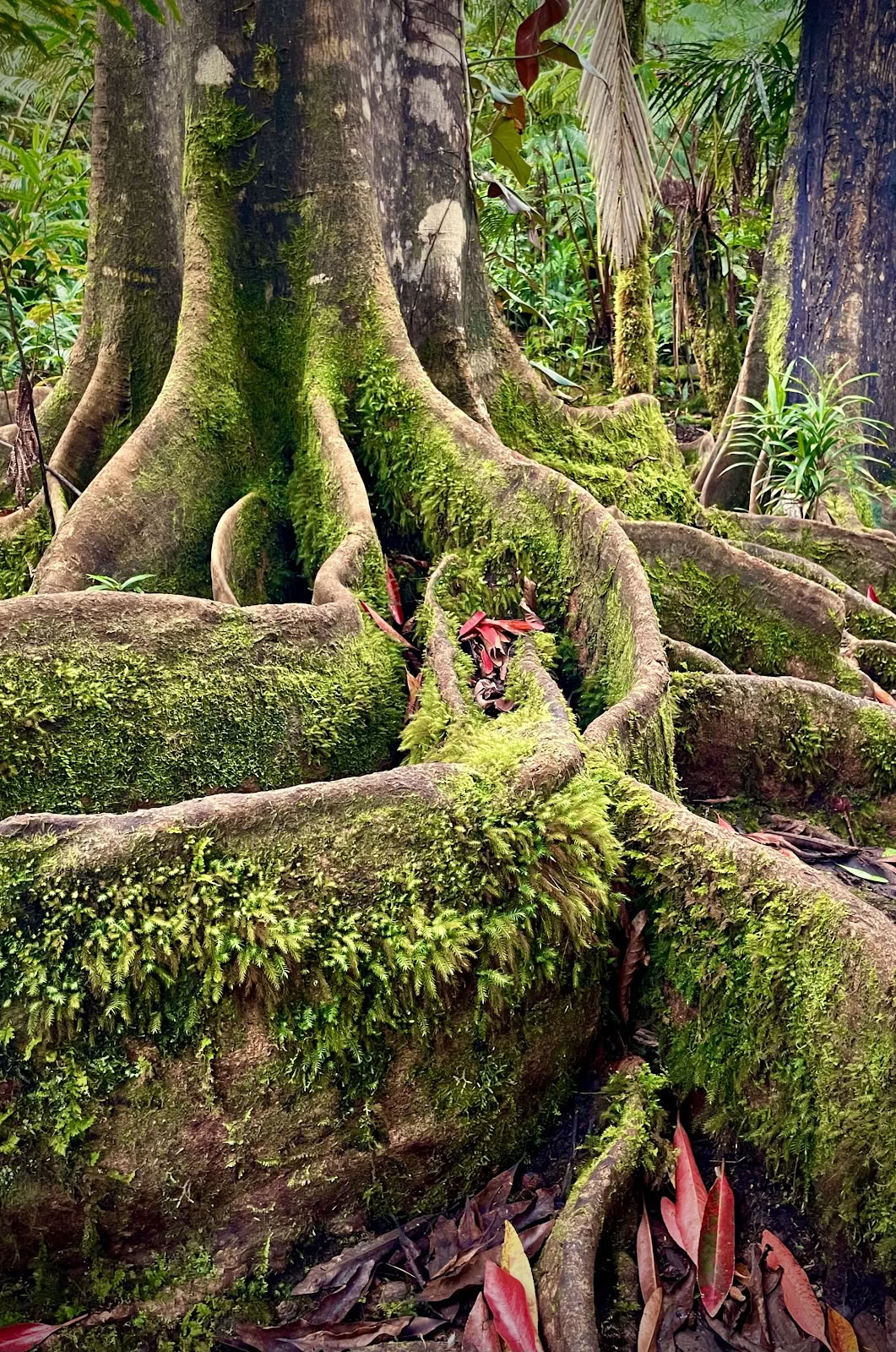 Kona Cloud Forest Heiligdom