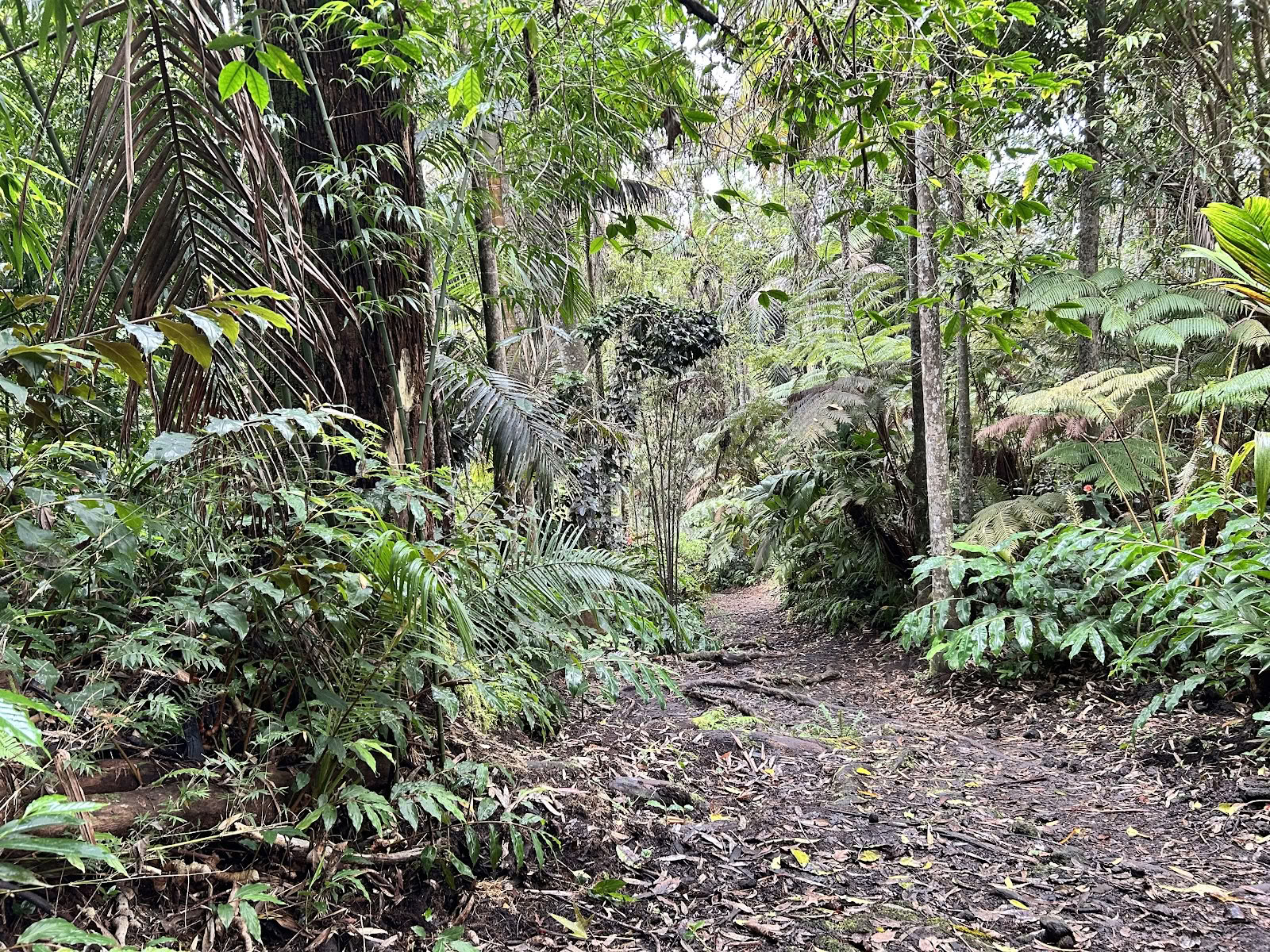 Kona Cloud Forest Heiligdom