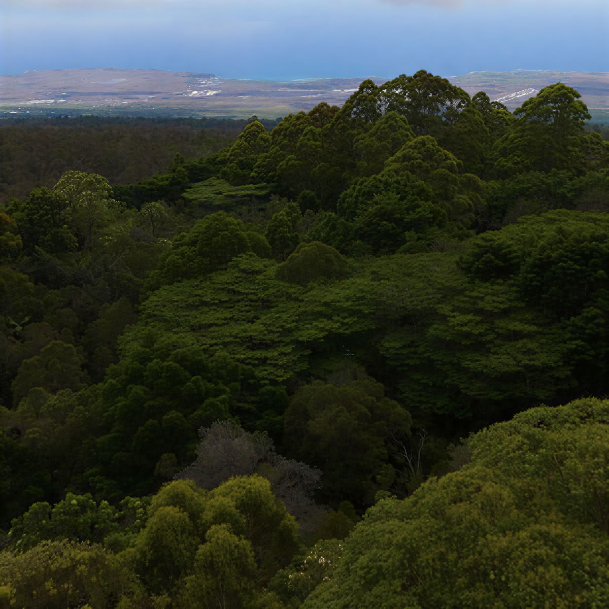 Kona Cloud Forest Heiligdom