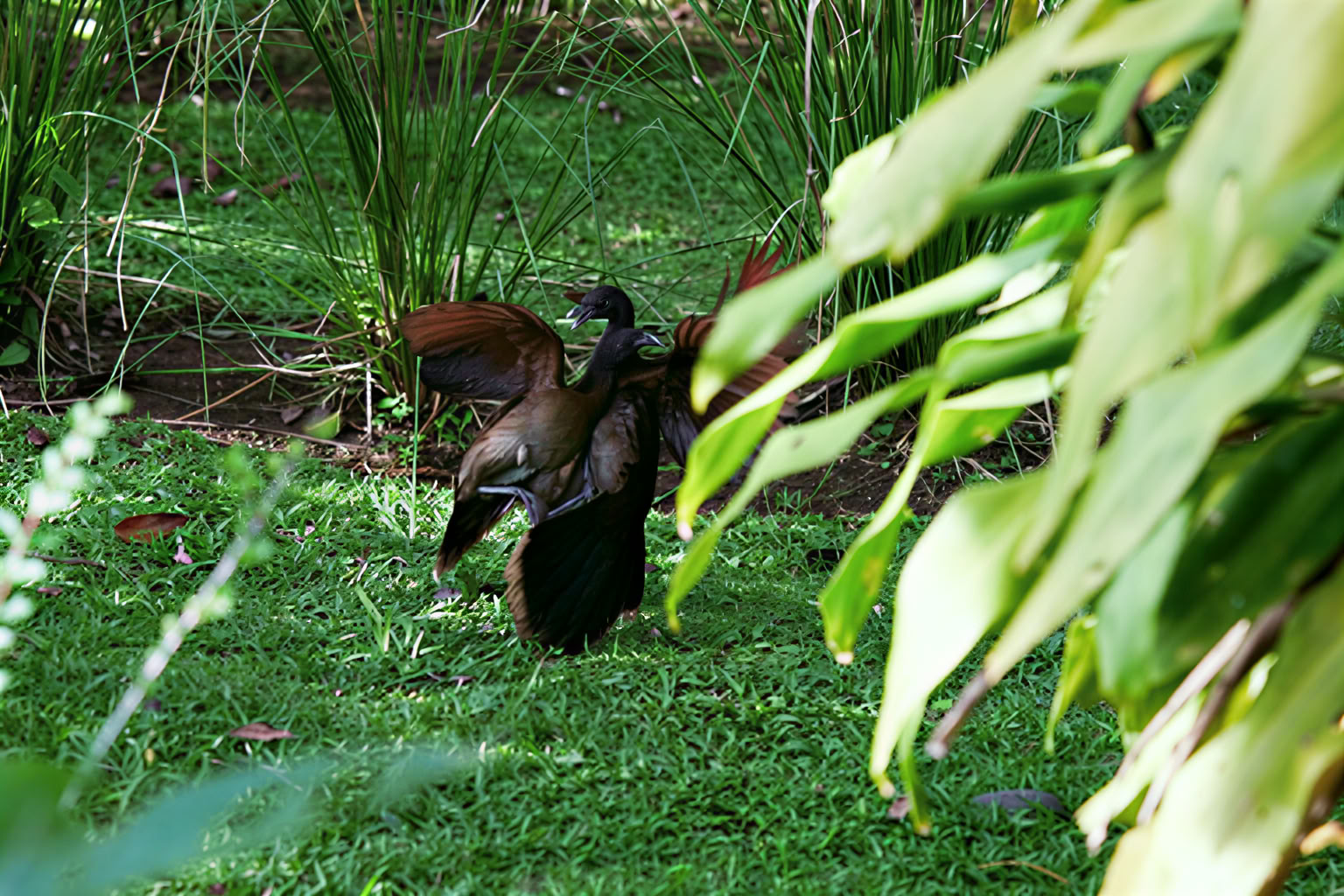 Essence Arenal Hotel, Spa & Bioboerderij