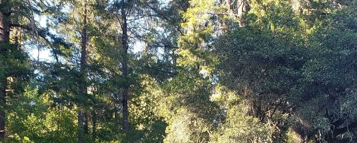 Van Zandts Redwood View Resort