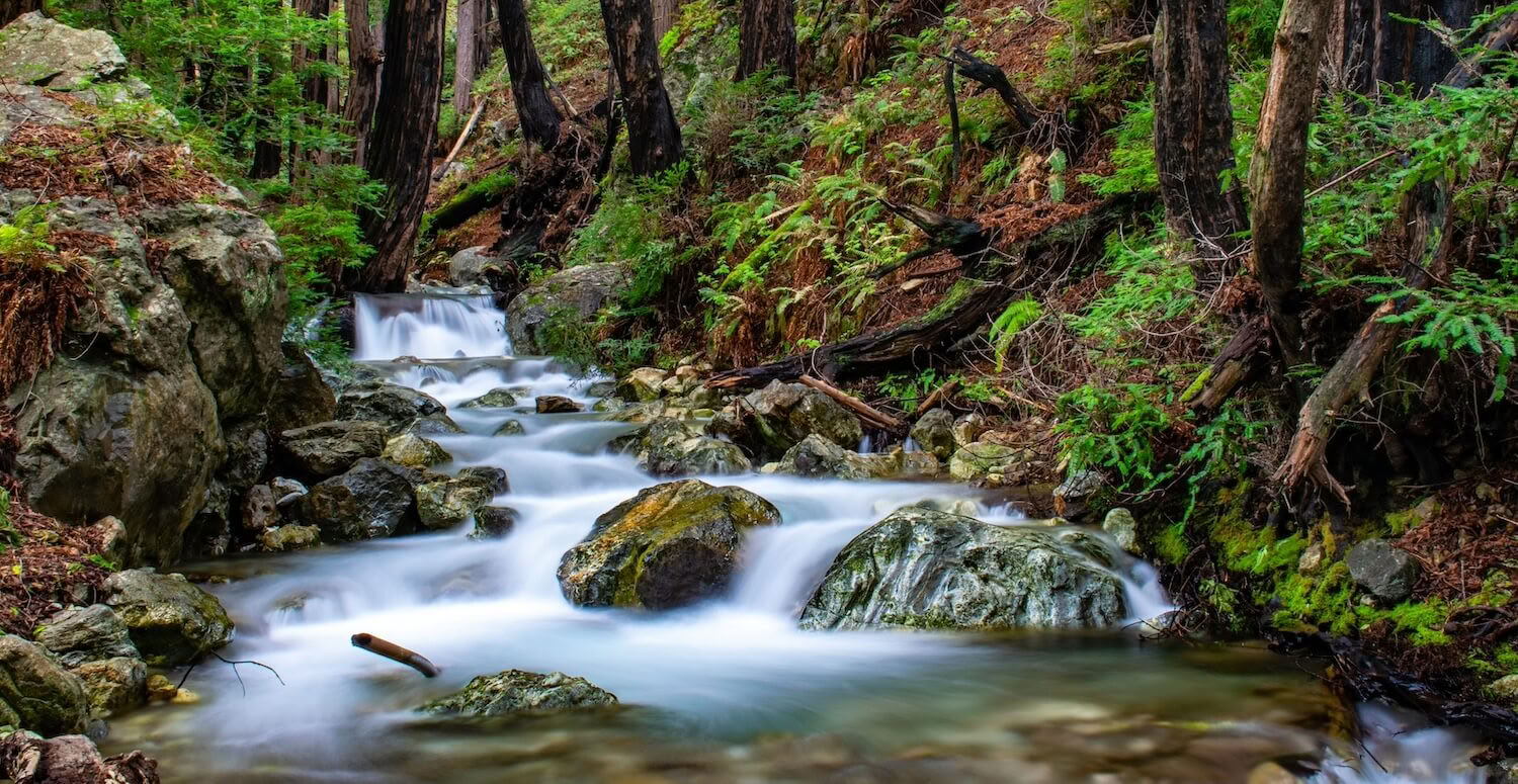 East Forest